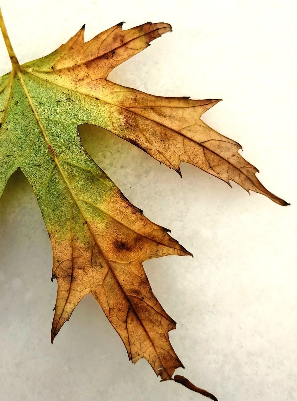 CLOSE-UP OF DRY MAPLE LEAVES ON A PLANT