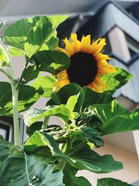 Close-up of sunflower on plant