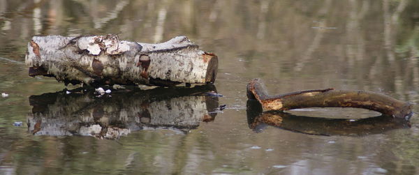 View of crab in water