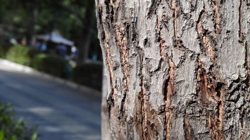 Close-up of tree trunk