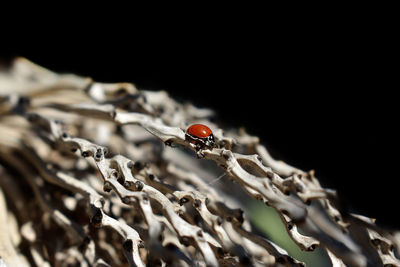 Close-up of ladybug on leaf