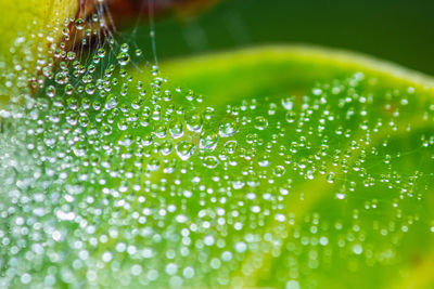 dew