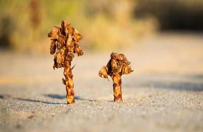 Close-up of dried plant on sand