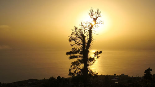 Spanish canary island sunset horizon over water sun behind tree