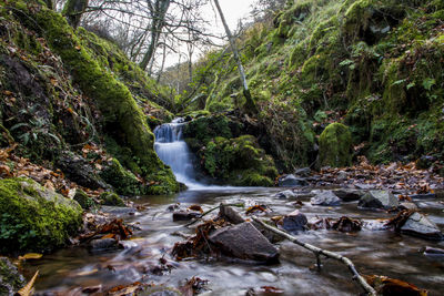 Scenic view of waterfall in forest