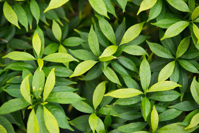 Full frame shot of leaves