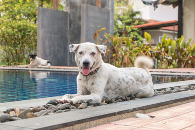 Dogs relaxing by swimming pool