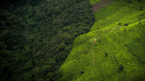 Bwindi's biodiversity framed by tea plantations. ideal for nature, environmental showcases.