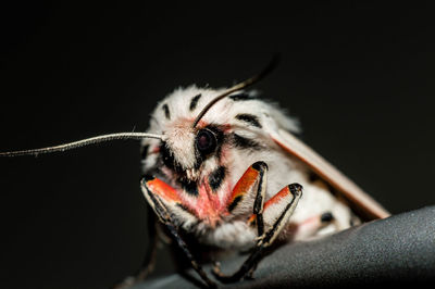 Close-up of moth