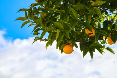 Low angle view of orange tree against sky