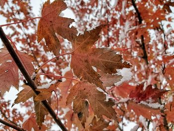 Close-up of maple leaves on tree