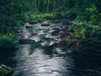 Stream flowing amidst trees in forest