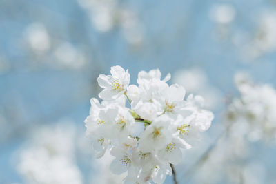 Close-up of white flowers on branch of tree against sky