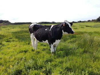 Cows on field against sky