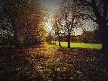 Bare trees on field