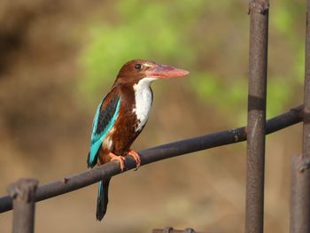 Close-up of bird perching on railing