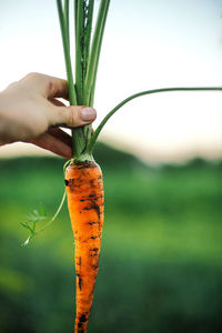 Woman holding organic carrots from backyard garden