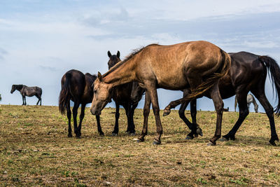 Horses on a field