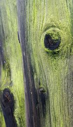 Close-up of tree trunk in forest