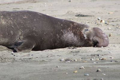 Portrait of elephant seal sleeping on beach 