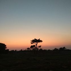 Silhouette trees on field against clear sky at sunset