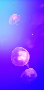 Jellyfish swimming in sea