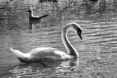 Birds in calm water