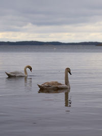 Swans swimming in lake against sky