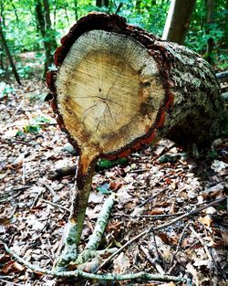 Close-up of tree stump in forest