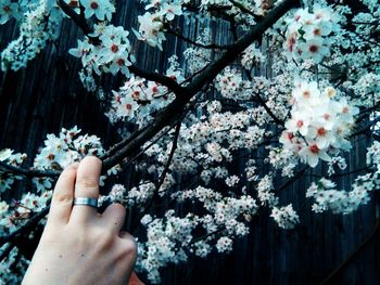 Close-up of hand holding fresh flower tree