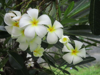 Close-up of white flowering plant