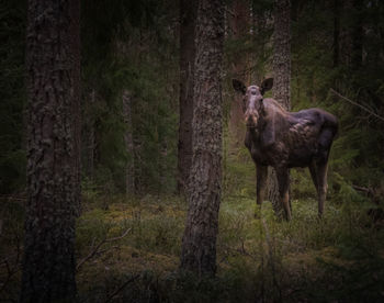 Lion standing in a forest