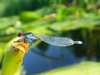 Close-up of dragonfly on leaf