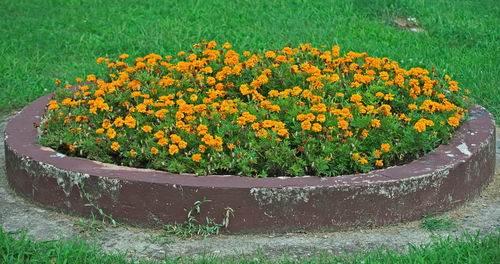 Close-up of fresh yellow flowers in pot