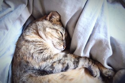 Close-up of cat sleeping on bed