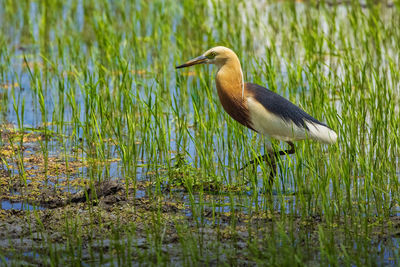 Bird perching on a lake