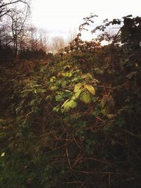 Trees growing in field