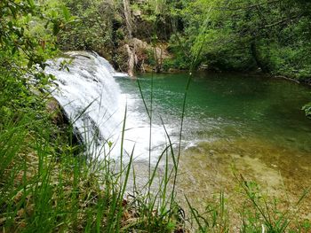 Scenic view of river flowing in forest