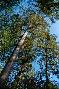 Low angle view of trees against sky