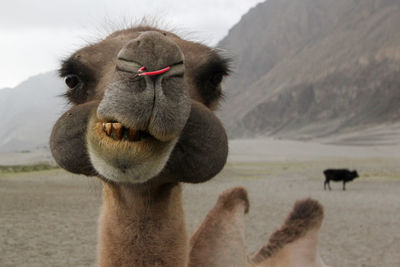 Close-up of camel against mountain