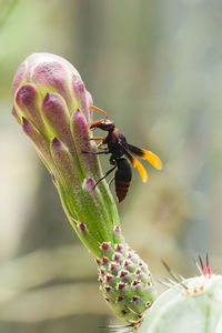 Close-up of bee pollinating on pink flower