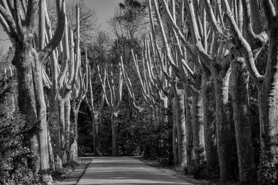 Empty road amidst bare trees in forest