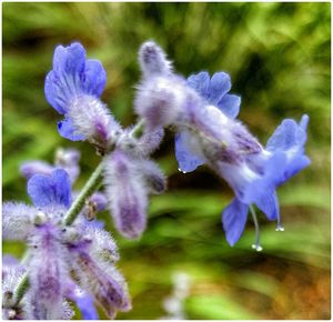 Close-up of purple flowers