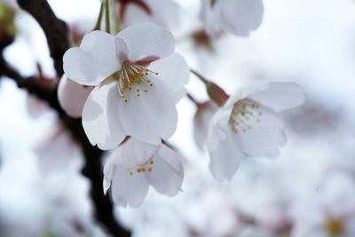 Close-up of white cherry blossom tree