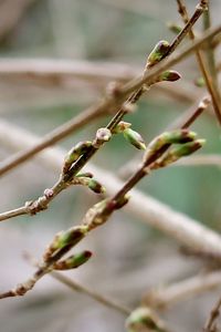 Close-up of flower buds on twig