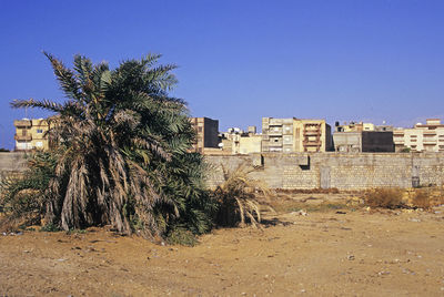 Palm trees and buildings against clear sky