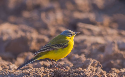 Close-up of bird perching on a land