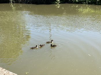 High angle view of ducks swimming on lake