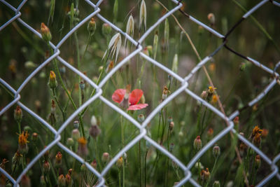 Close-up of red flowering plants seen through chainlink fence