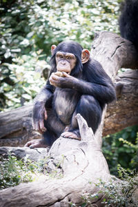 Monkey eating food while sitting on tree trunk